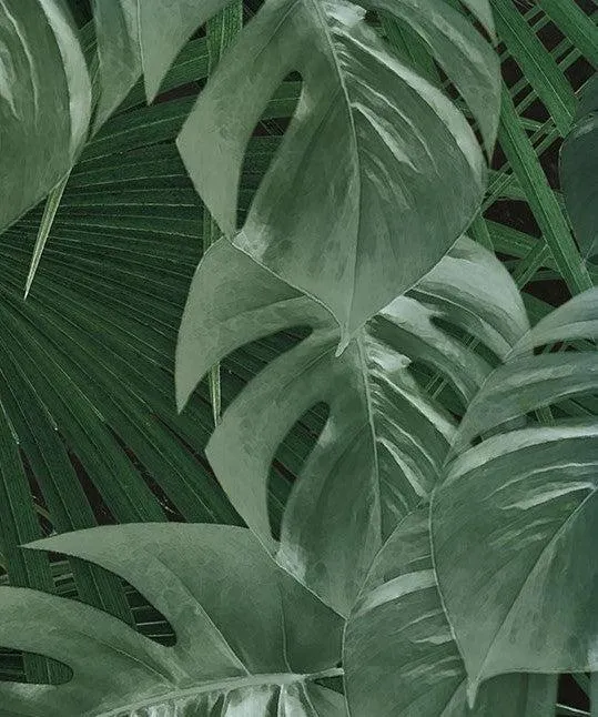 Garden of Monstera Mural Wallpaper