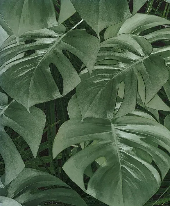 Garden of Monstera Mural Wallpaper