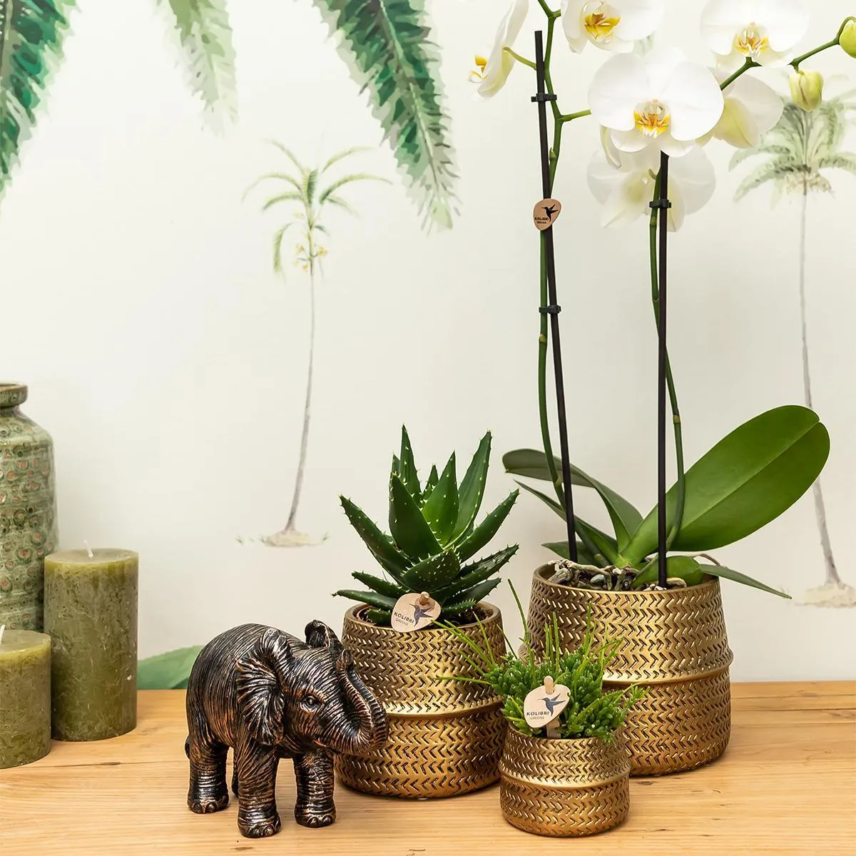 Groove gold plant set | Set with white Phalaenopsis orchid and small & large Succulent  - Gold ceramic pots included