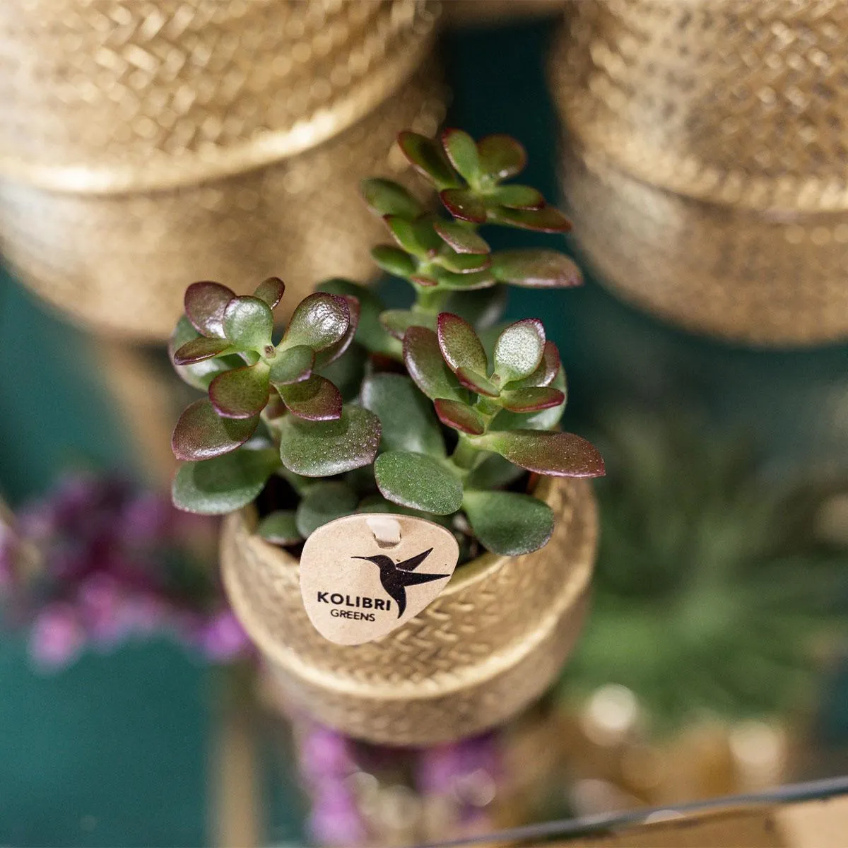 Groove gold plant set | Set with white Phalaenopsis orchid and small & large Succulent  - Gold ceramic pots included