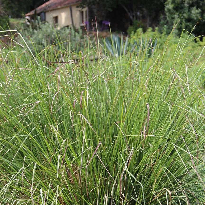 Vetiver Essential Oil